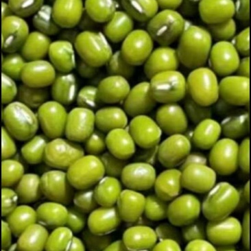 绿豆芽豆