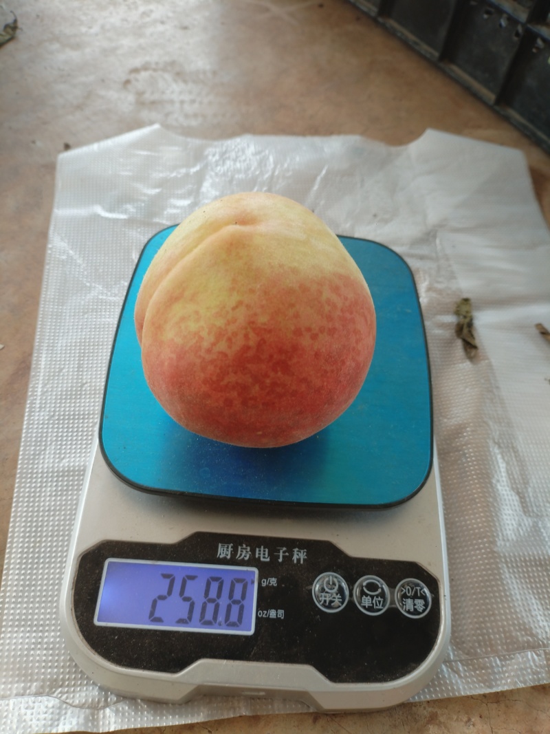 云南秋桃