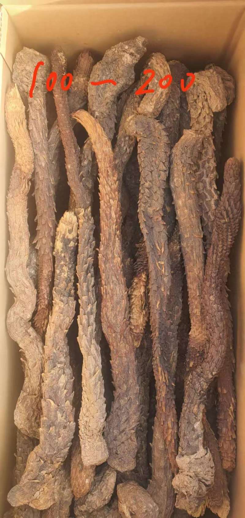 精品荒漠肉苁蓉种植原厂，全国包邮，量大从优。有鉴定报告。