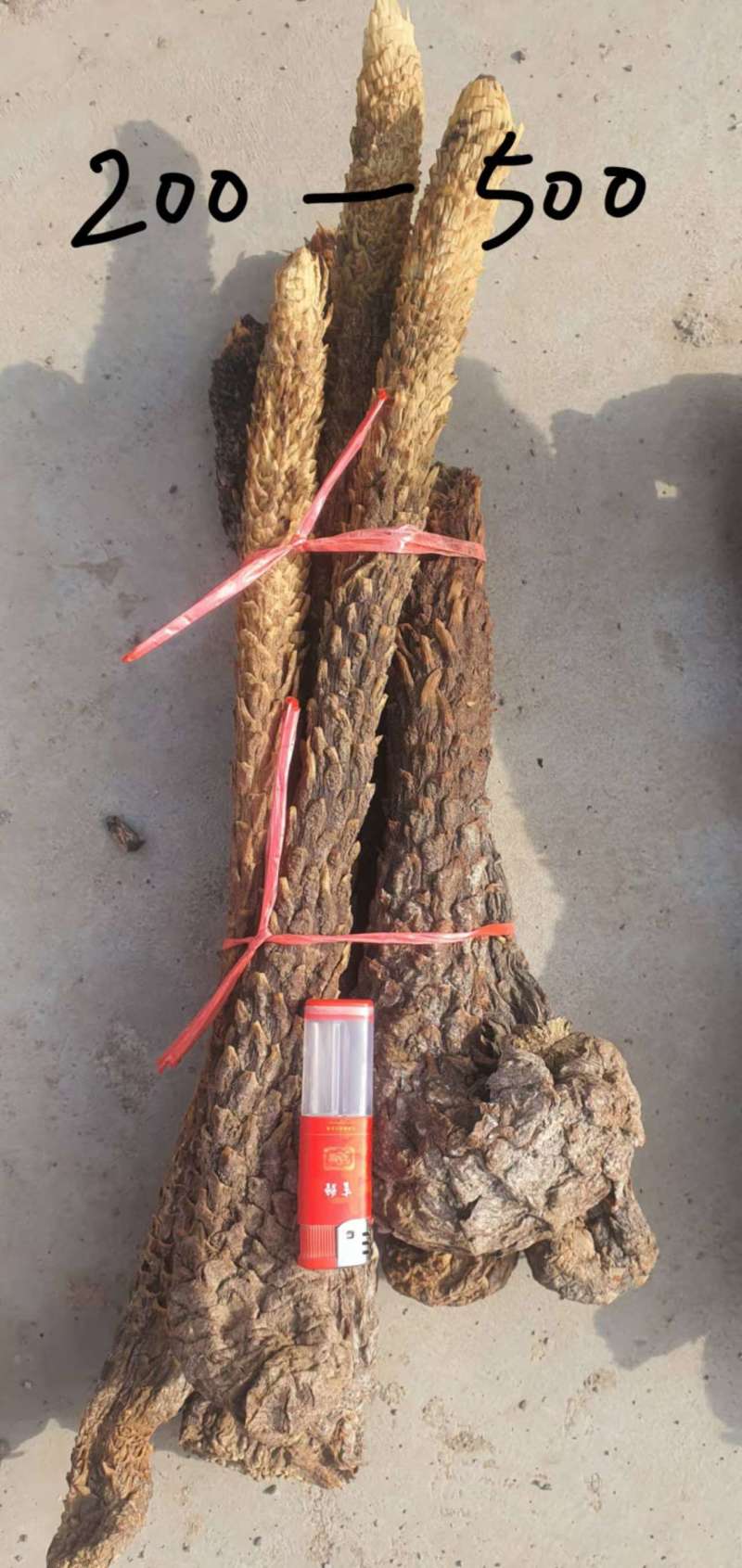 精品荒漠肉苁蓉种植原厂，全国包邮，量大从优。有鉴定报告。