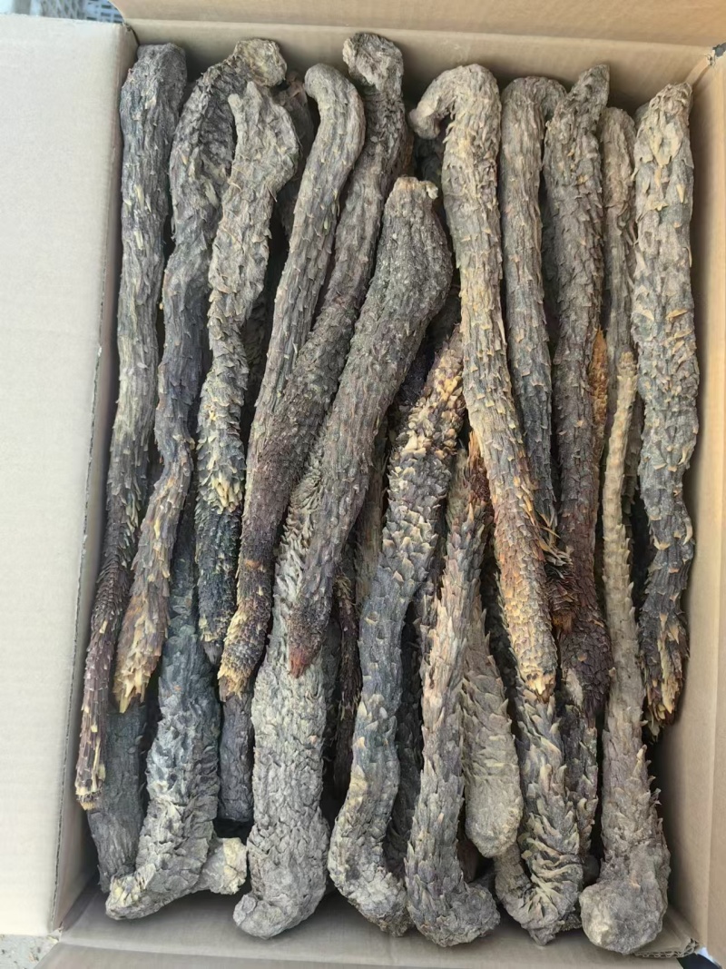 精品荒漠肉苁蓉种植原厂，全国包邮，量大从优。有鉴定报告。