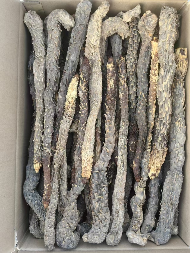 精品荒漠肉苁蓉种植原厂，全国包邮，量大从优。有鉴定报告。