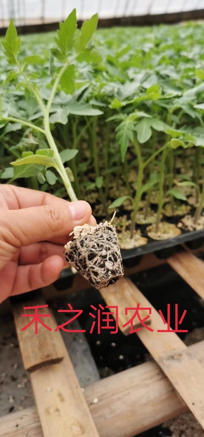 西红柿种苗番茄苗红果番茄苗抗TY抗死棵耐高温