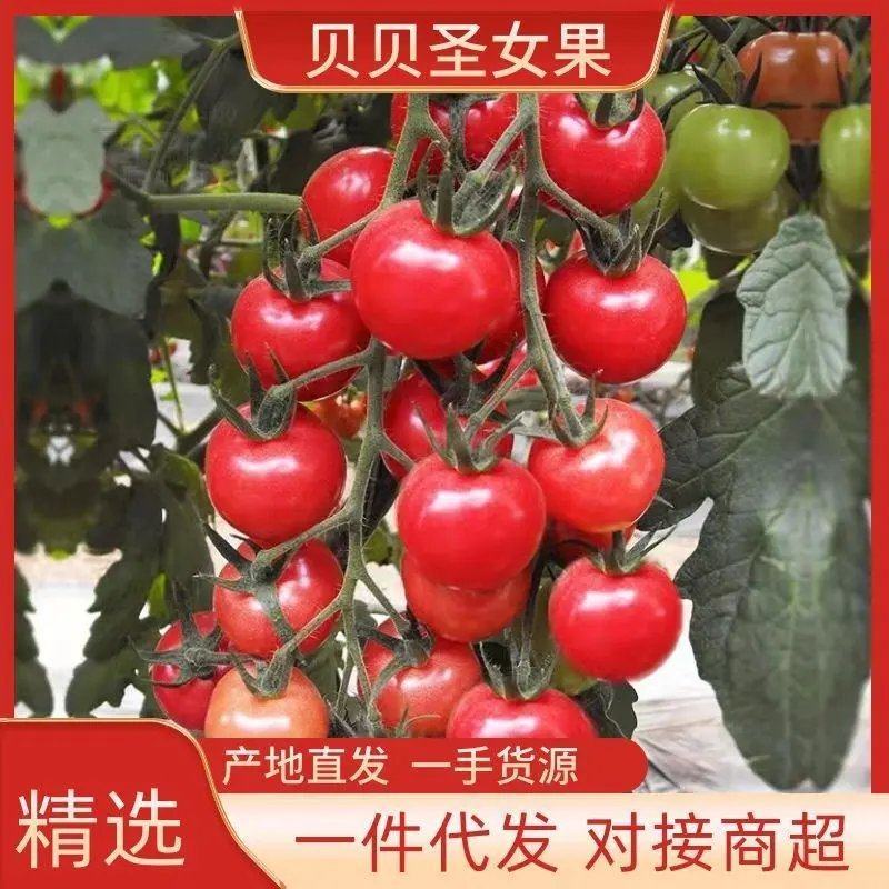 贝贝圣女果大量供应全国档口商超社团电商平台。有要的联系我