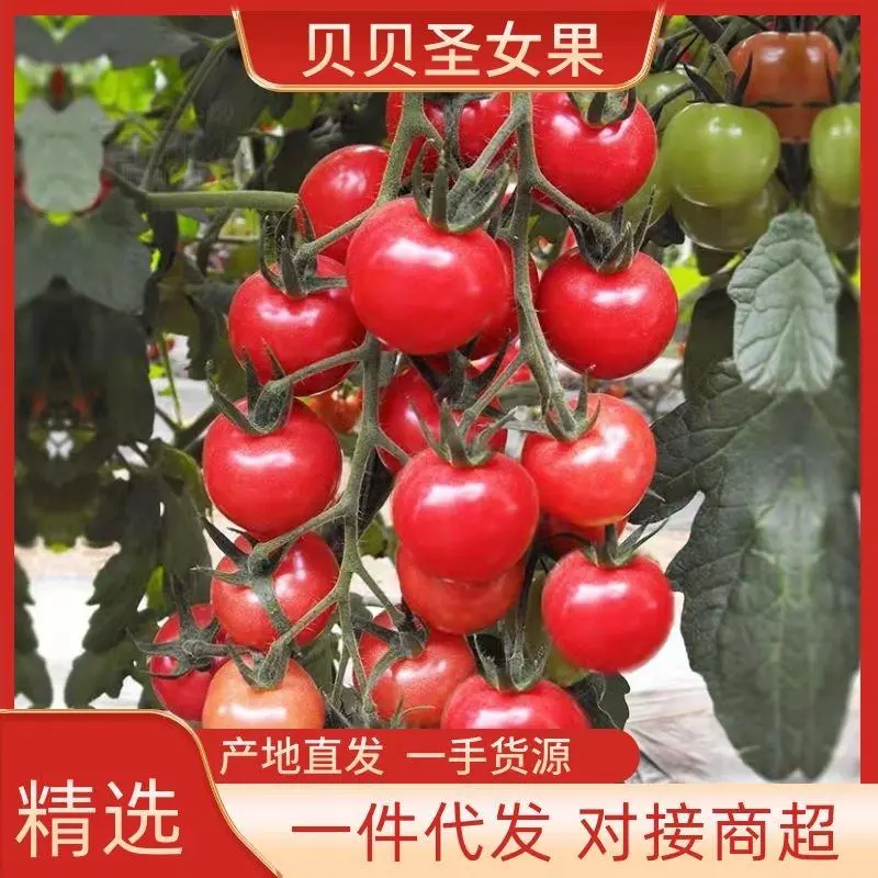 贝贝圣女果大量供应全国档口商超社团电商平台。有要的联系我