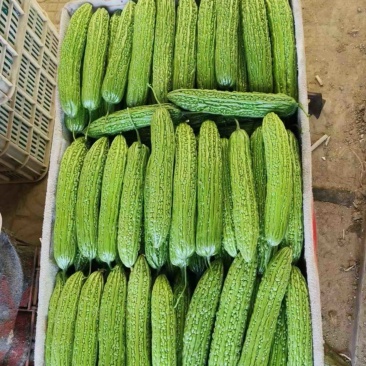 苦瓜（祥佳蔬菜，大量供应，产地直发