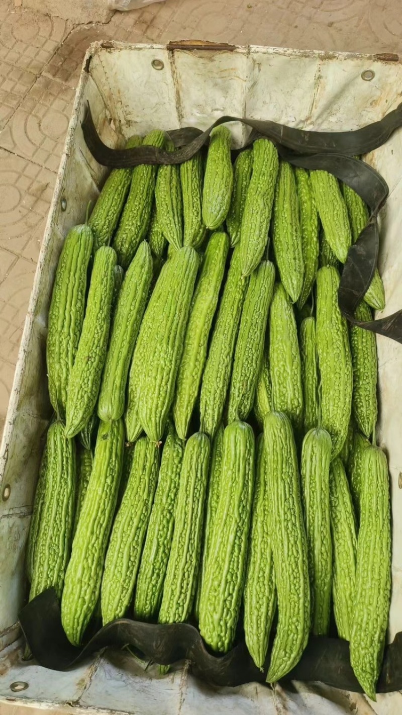 苦瓜（祥佳蔬菜，大量供应，产地直发