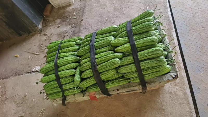 苦瓜（祥佳蔬菜，大量供应，产地直发