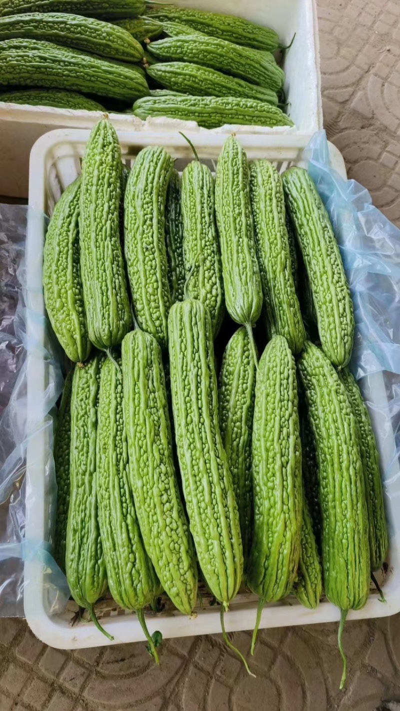 苦瓜（祥佳蔬菜，大量供应，产地直发