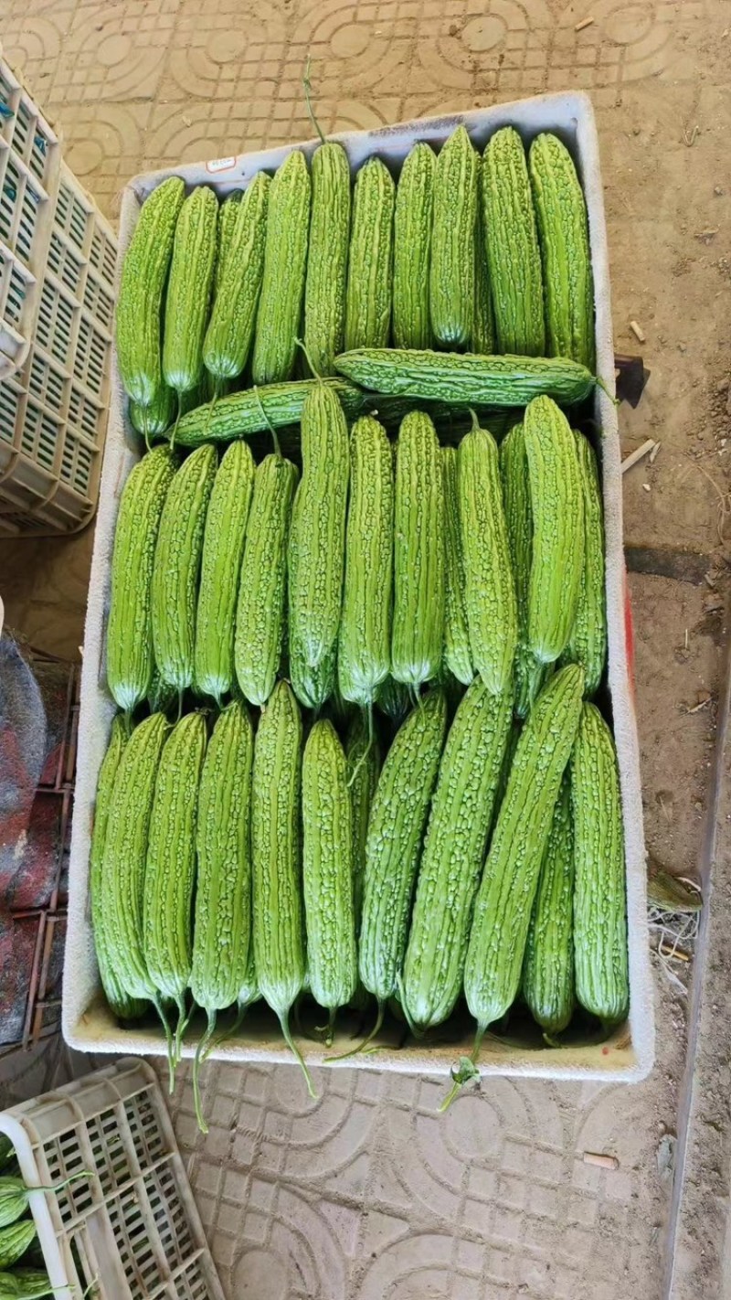 苦瓜（祥佳蔬菜，大量供应，产地直发
