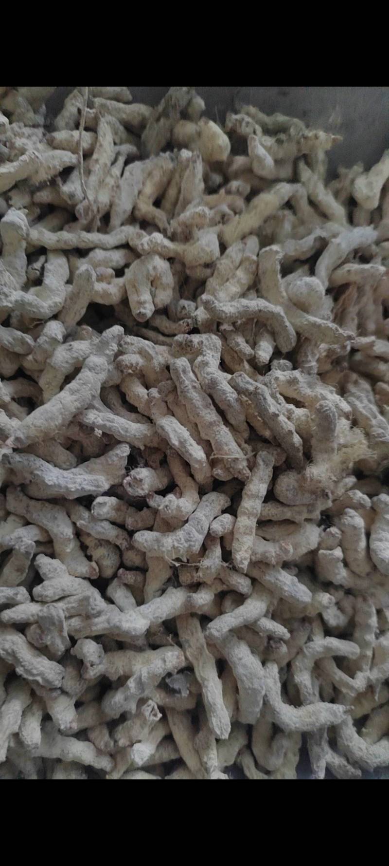 僵蚕货干无杂质欢迎电话咨询