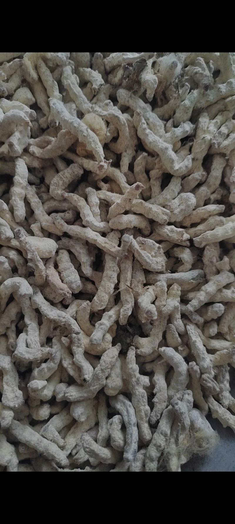 僵蚕货干无杂质欢迎电话咨询