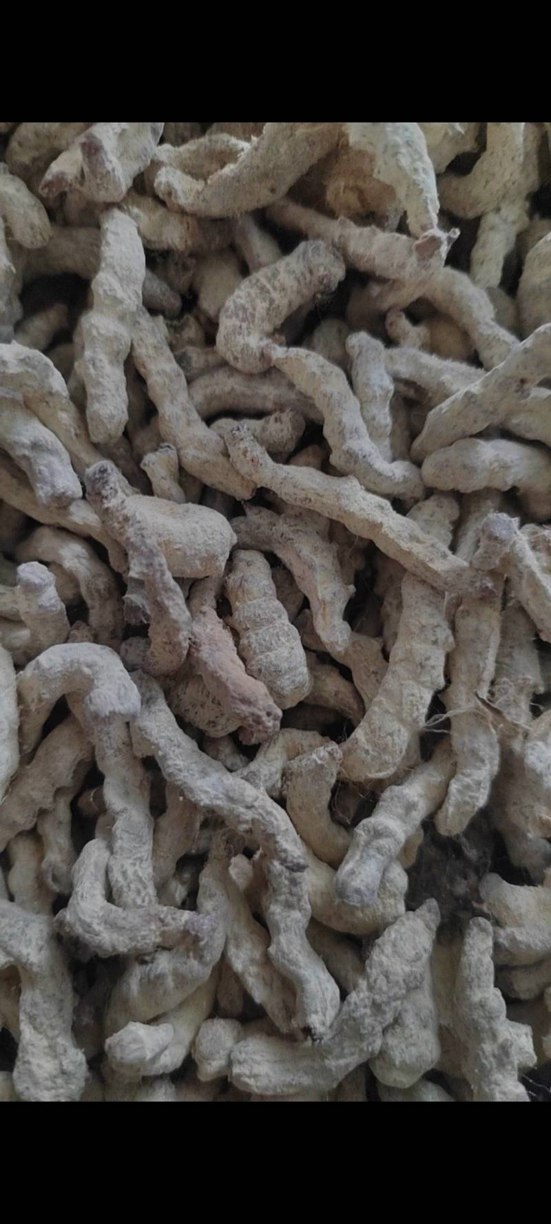 僵蚕货干无杂质欢迎电话咨询