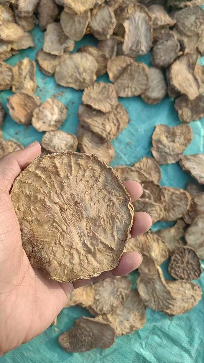 精选荒漠肉苁蓉鲜干片片，全国包邮，原厂直发，量大从优。