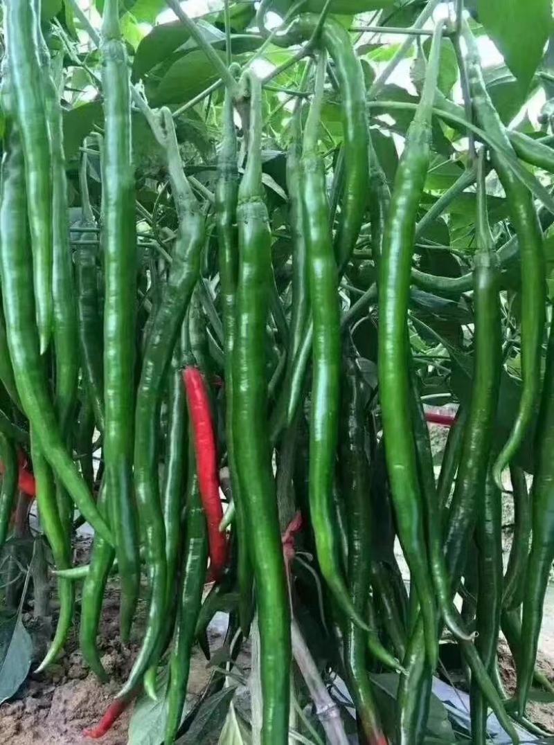 线椒苗尖椒苗辣椒苗二荆条苗耐高温产量高