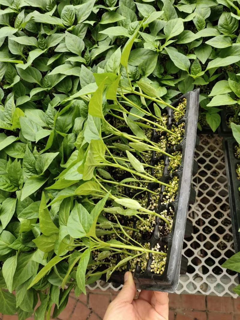 线椒苗尖椒苗辣椒苗二荆条苗耐高温产量高