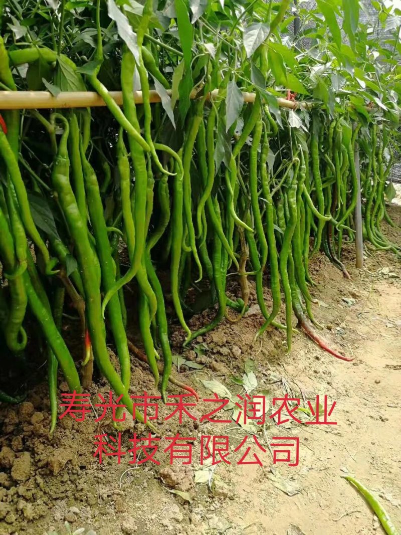 线椒苗尖椒苗辣椒苗二荆条苗耐高温产量高