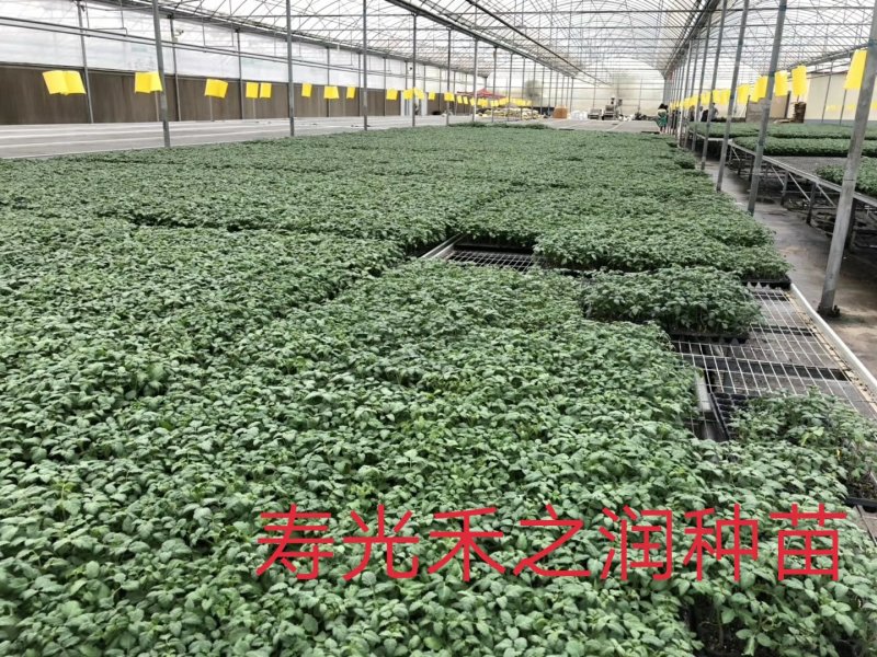 线椒苗尖椒苗辣椒苗二荆条苗耐高温产量高