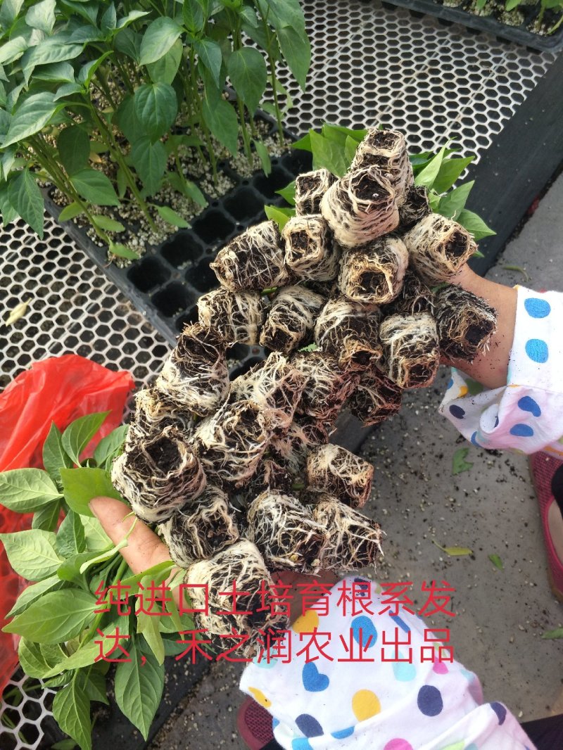 线椒苗尖椒苗辣椒苗二荆条苗耐高温产量高