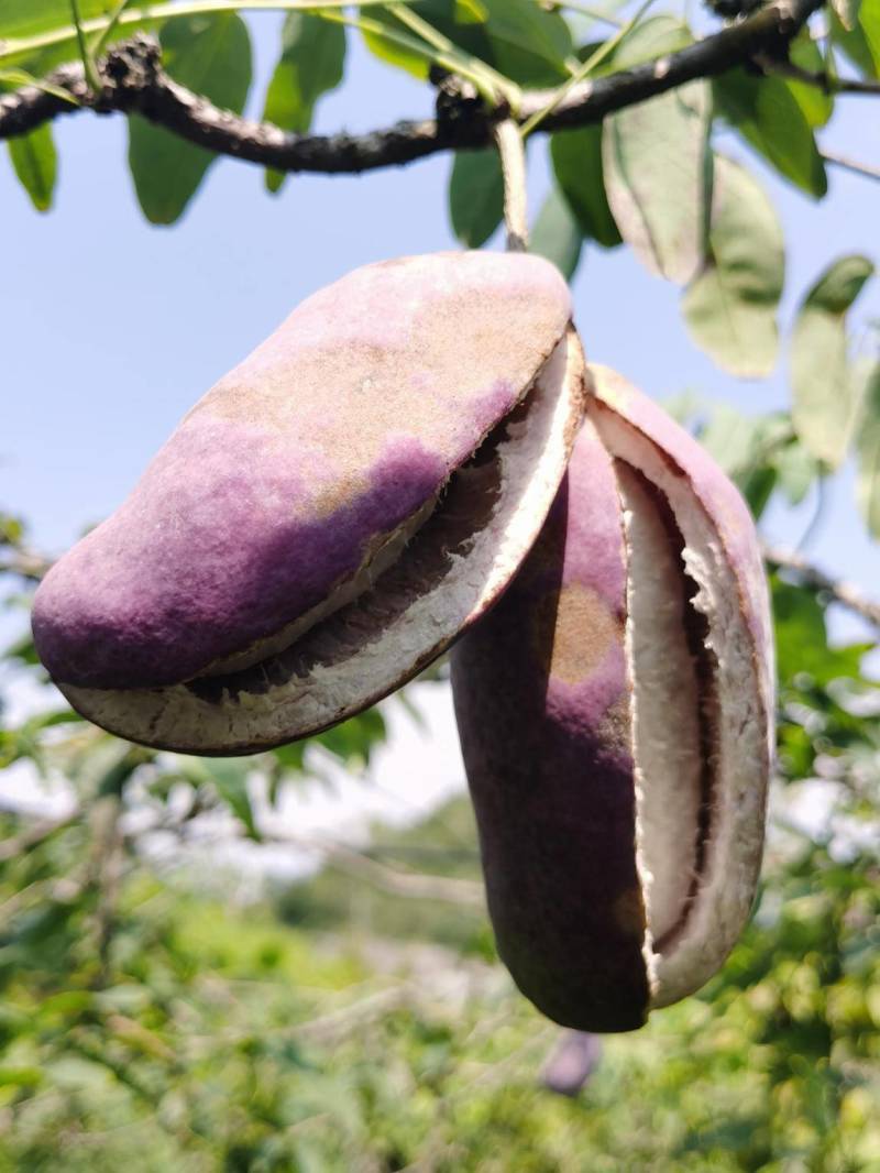贵州八月瓜七月瓜基地直供，随时量大电联详谈