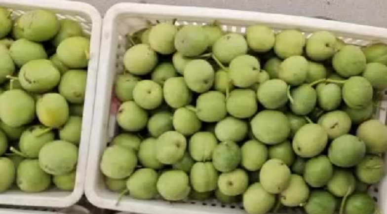 多棱核桃的不同品种对比图