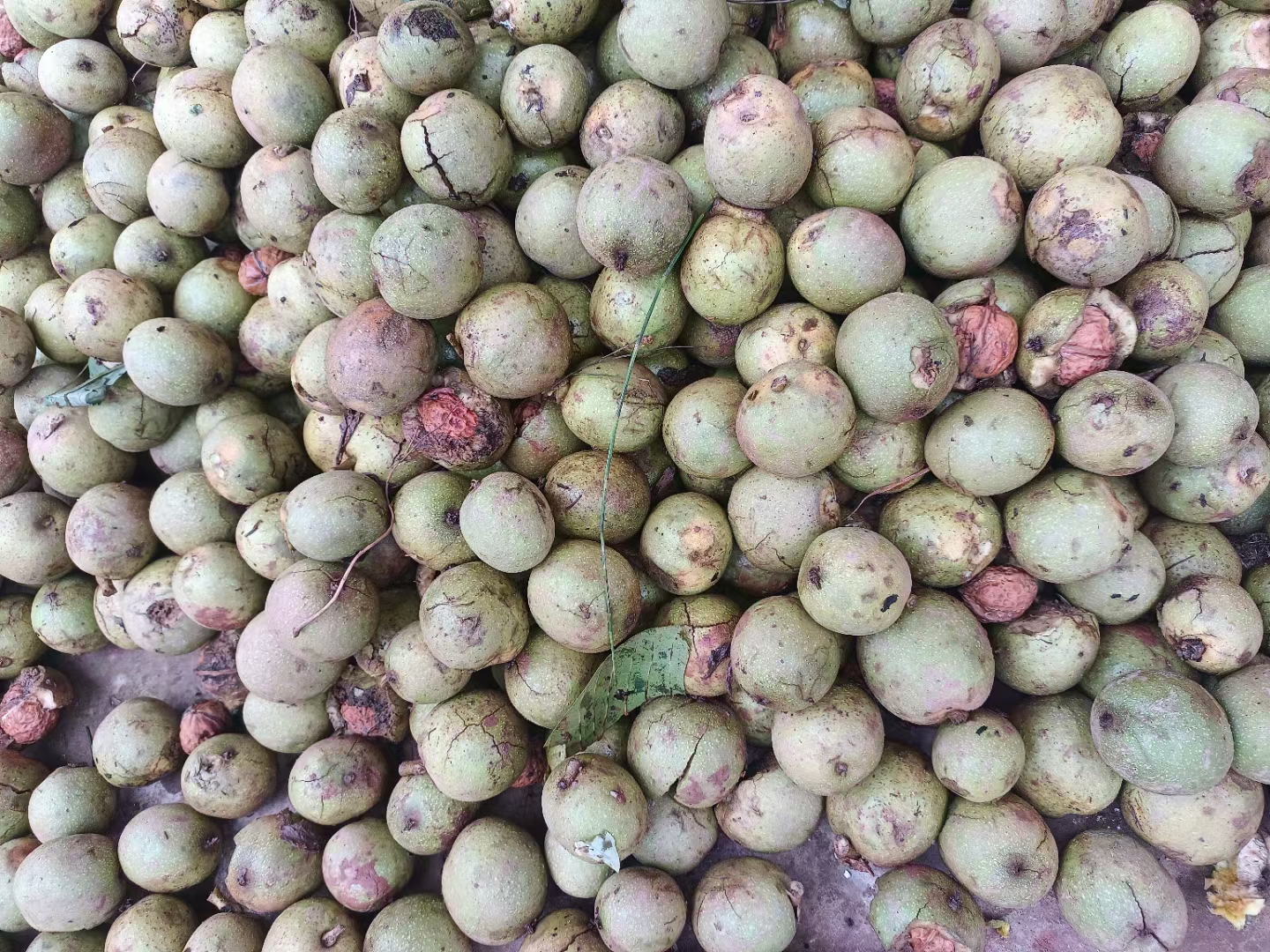芝麻成熟期果实状态