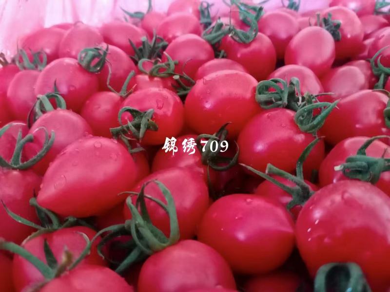 圣女果苗番茄苗千禧番茄苗耐低温西红柿苗