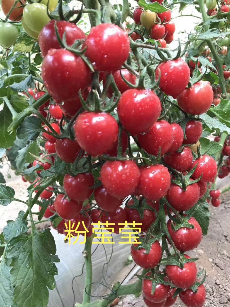 圣女果苗番茄苗千禧番茄苗耐低温西红柿苗