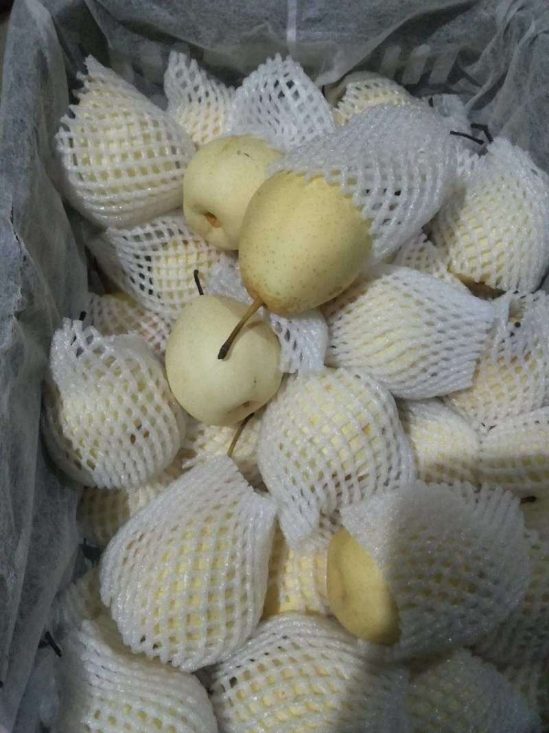 水晶鸭梨出口超市批发市场大量有货产地代收代存