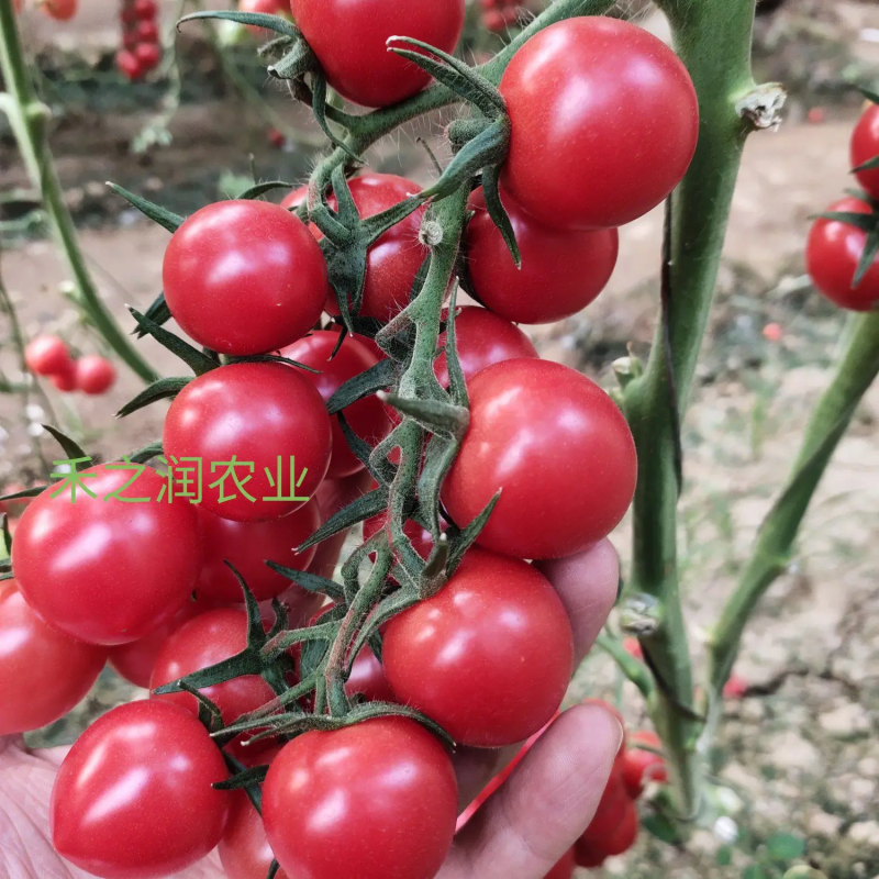 圣女果苗番茄苗千禧番茄苗耐低温西红柿苗