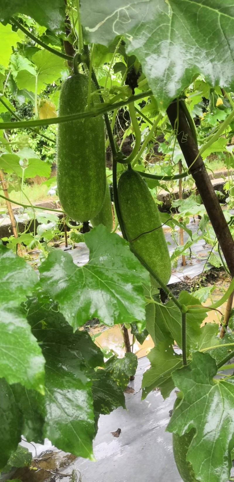 广西吊瓜毛节瓜，电商市场，欢迎洽谈合作！！！