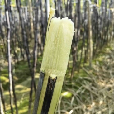 广西黑皮甘蔗，青皮甘蔗产地，电商，市场欢迎洽谈合作