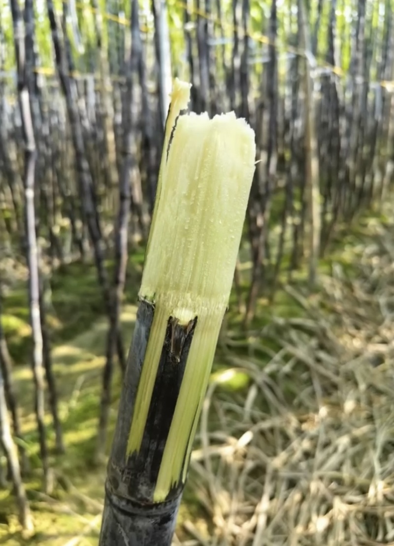 广西黑皮甘蔗，青皮甘蔗产地，电商，市场欢迎洽谈合作