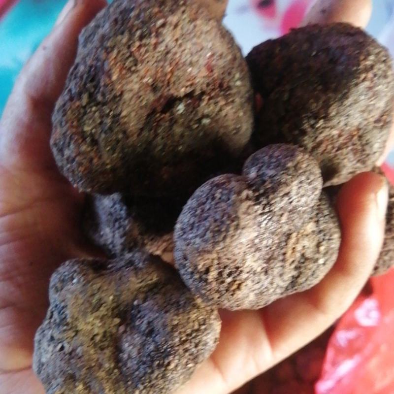 精品云南黑松露质量保证大量上市产地直供全国发货