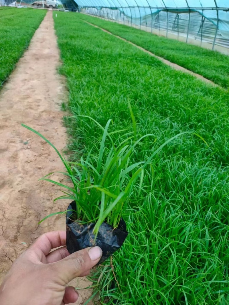 青绿苔草，多年生宿根花草，耐寒耐旱耐运输，成活率高