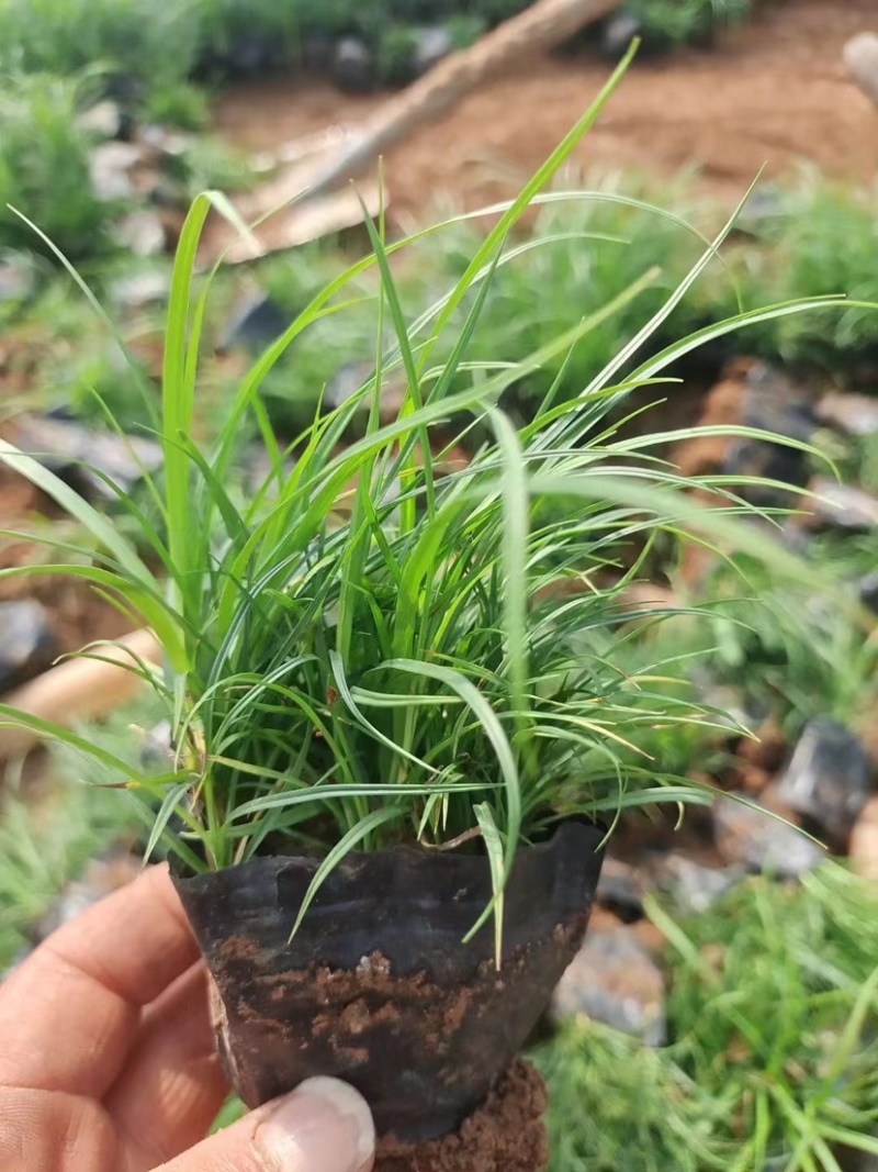 青绿苔草，多年生宿根花草，耐寒耐旱耐运输，成活率高
