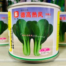 德高热风青梗菜种子耐热叶色深绿油亮好捆扎青菜种子
