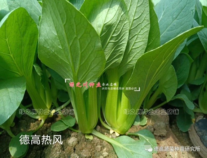德高热风青梗菜种子耐热叶色深绿油亮好捆扎青菜种子