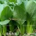 德高热风青梗菜种子耐热叶色深绿油亮好捆扎青菜种子