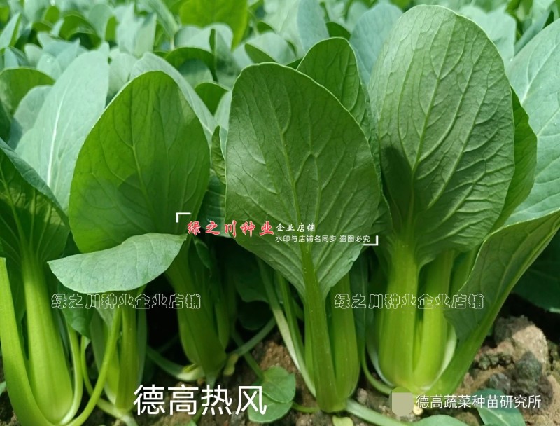 德高热风青梗菜种子耐热叶色深绿油亮好捆扎青菜种子
