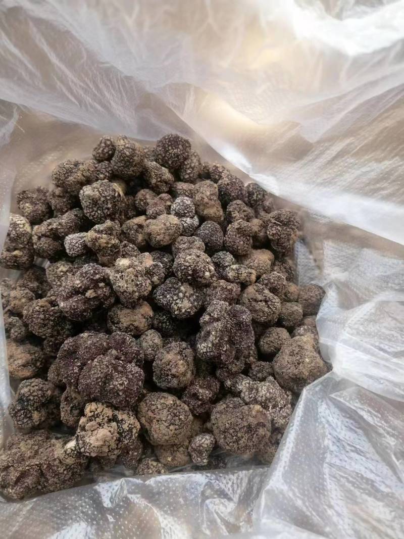 精品云南黑松露质量保证大量上市产地直供全国发货