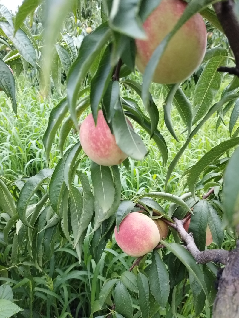 永莲密桃