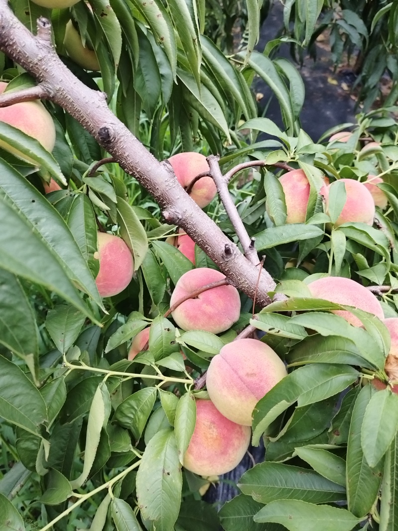 永莲密桃