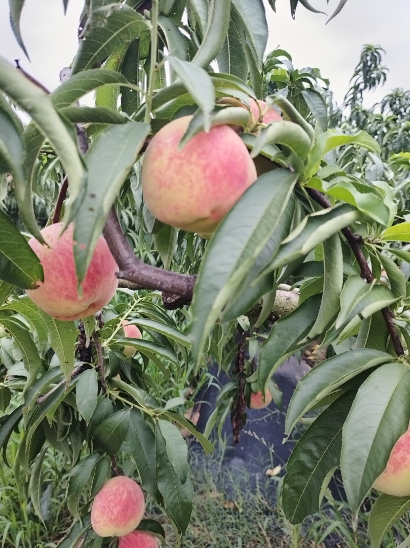 永莲密桃