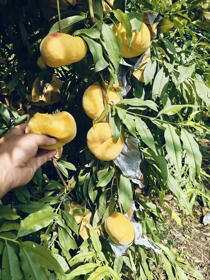 黄金蟠桃