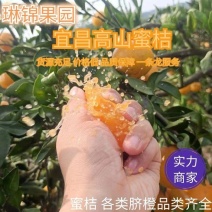 湖北特早蜜橘叶橘皮薄细皮汁多入口化渣产地直发欢迎订购