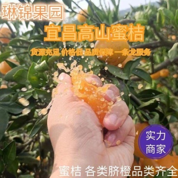 湖北早熟蜜橘叶橘皮薄细皮汁多入口化渣产地直发欢迎订购