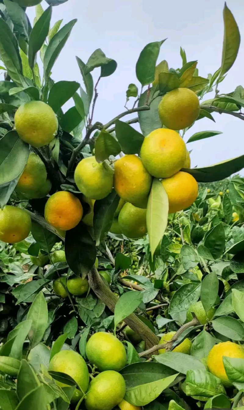 湖北早熟蜜橘叶橘皮薄细皮汁多入口化渣产地直发欢迎订购