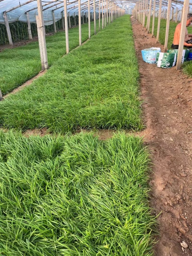 青绿苔草，多年生宿根花草，耐寒耐旱耐运输，成活率高