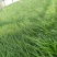 青绿苔草，多年生宿根花草，耐寒耐旱耐运输，成活率高